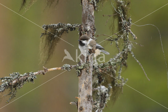 Bruinkopmees (Parus cinctus)