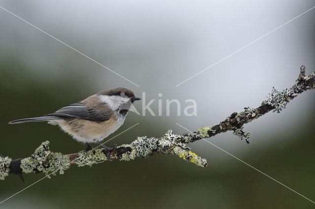 Siberian Tit