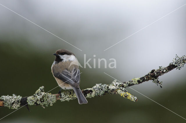 Bruinkopmees (Parus cinctus)