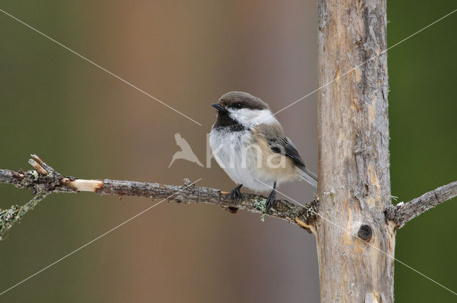 Bruinkopmees (Parus cinctus)