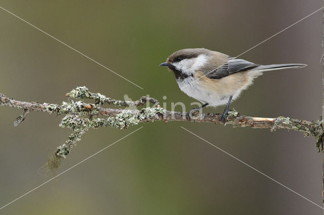 Siberian Tit