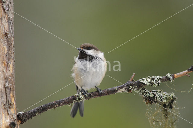 Bruinkopmees (Parus cinctus)