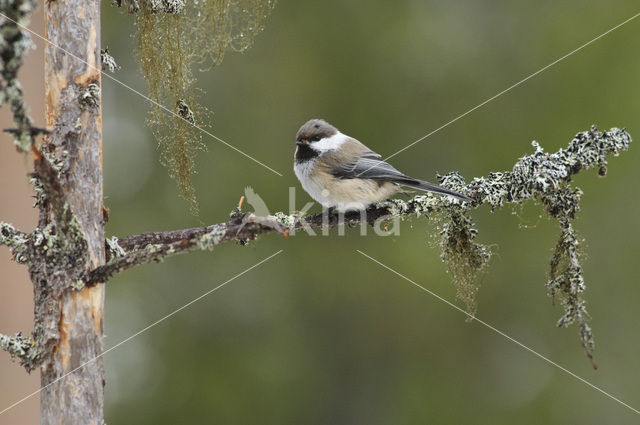 Bruinkopmees (Parus cinctus)