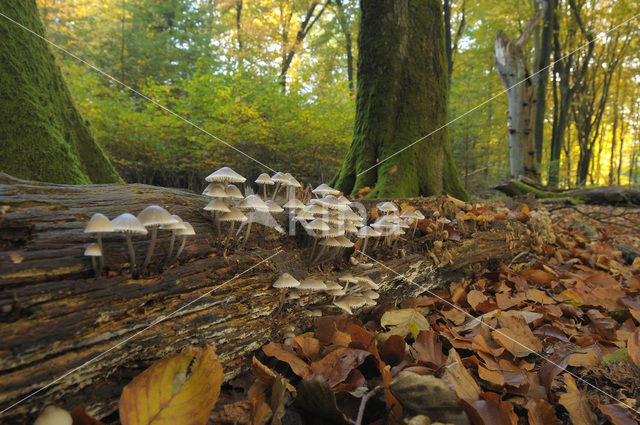 Angel’s bonnet (Mycena arcangeliana)