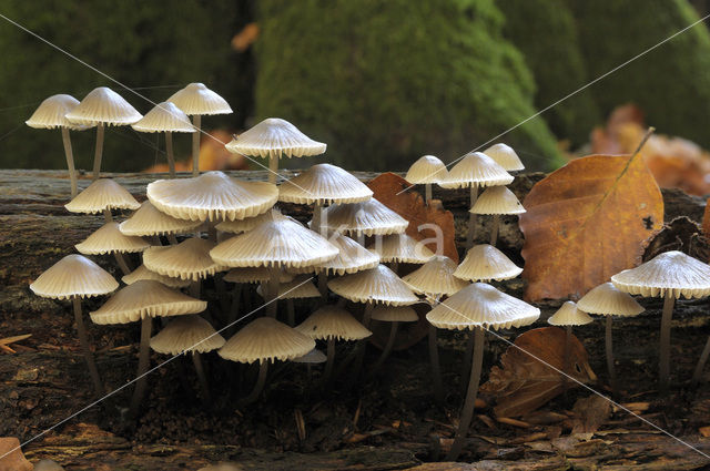 Bundelmycena (Mycena arcangeliana)