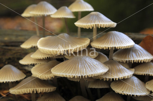 Bundelmycena (Mycena arcangeliana)