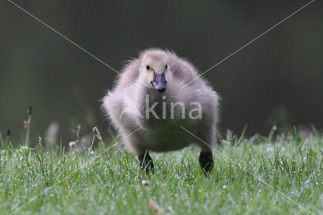 Canadese Gans (Branta canadensis)