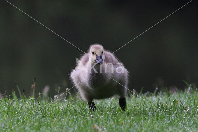 Canadese Gans (Branta canadensis)