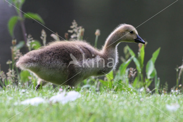 Canada Goose (Branta canadensis)