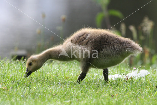 Canadese Gans (Branta canadensis)