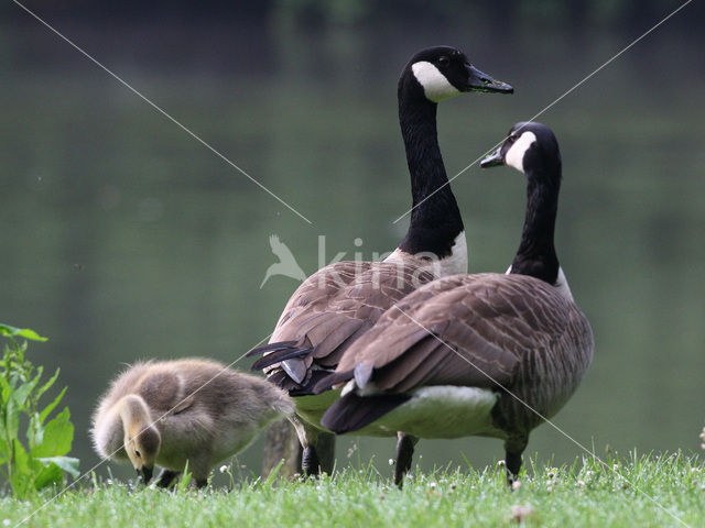 Canadese Gans (Branta canadensis)