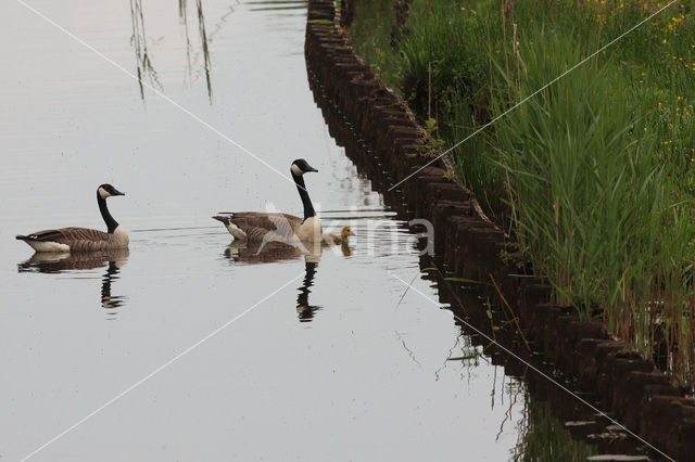 Canadese Gans (Branta canadensis)