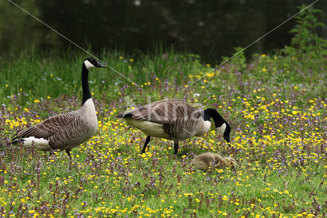 Canada Goose (Branta canadensis)