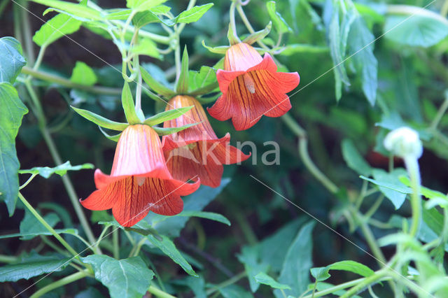 Canary Island Bellflower (Canarina canariensis)