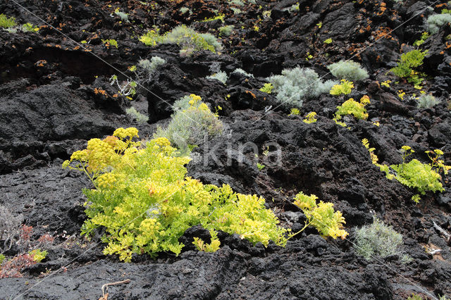 Canary Samphire