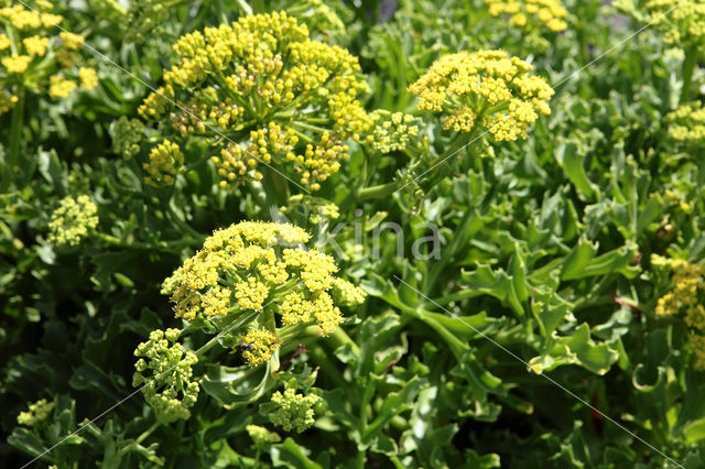 Canary Samphire