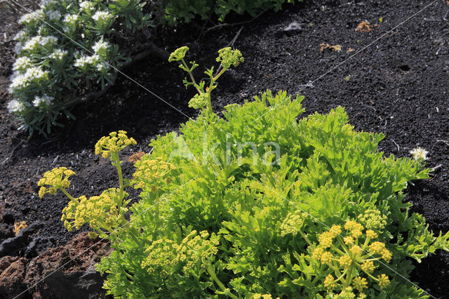 Canary Samphire