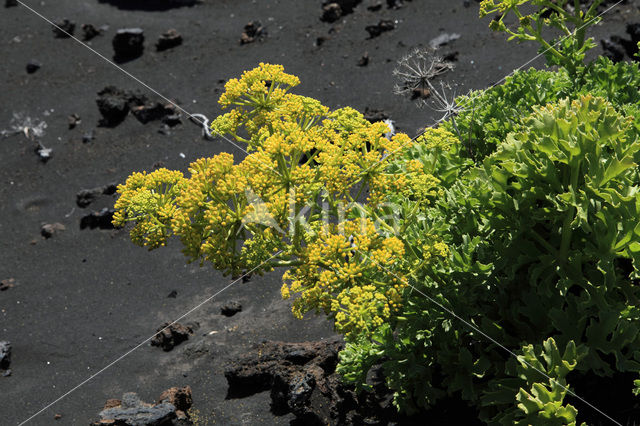 Canary Samphire