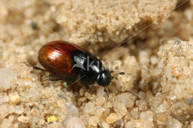 Cercyon melanocephalus