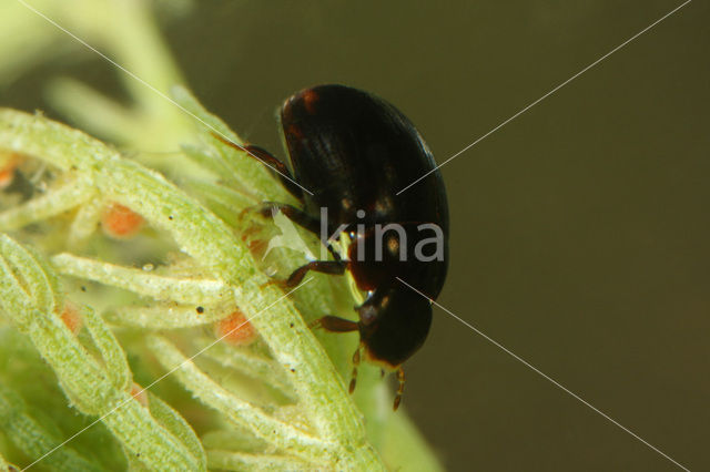 Cercyon sternalis