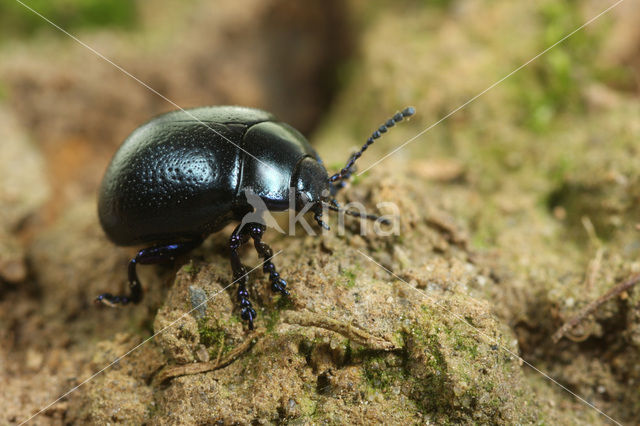 Chrysolina fuliginosa