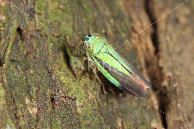 Leafhopper