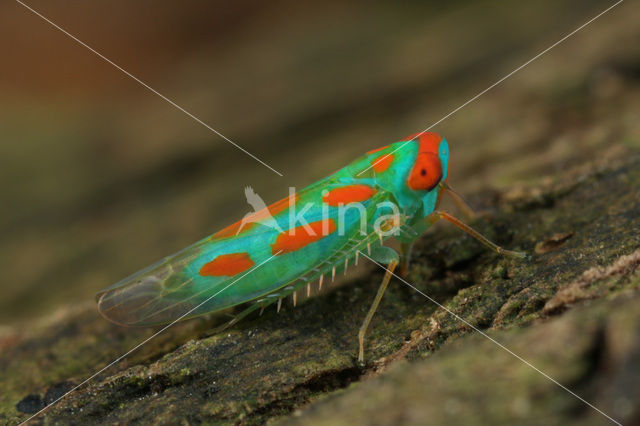 Leafhopper