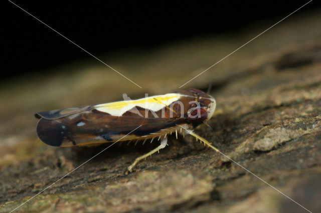 Cicade sp.