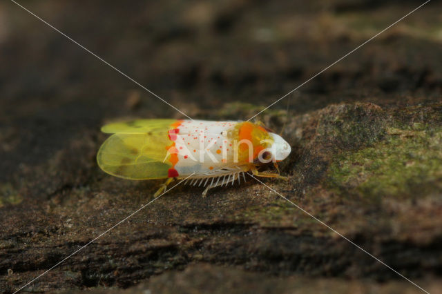 Leafhopper