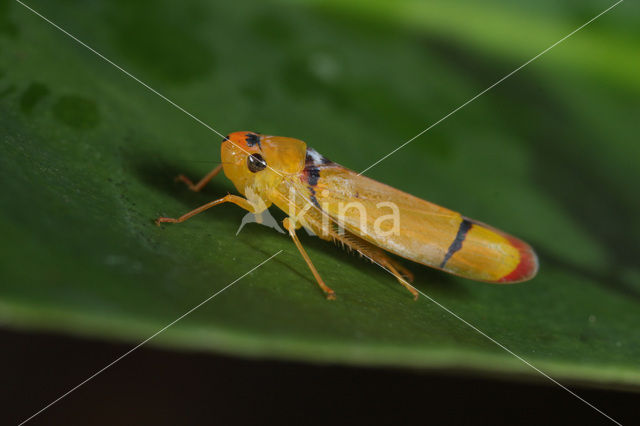 Leafhopper