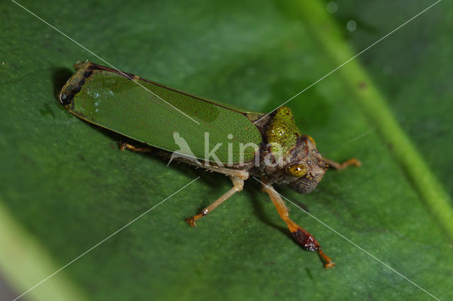 Leafhopper