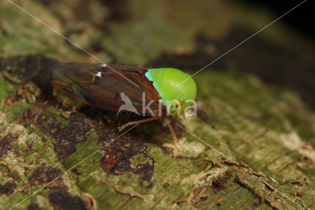 Cicade sp.