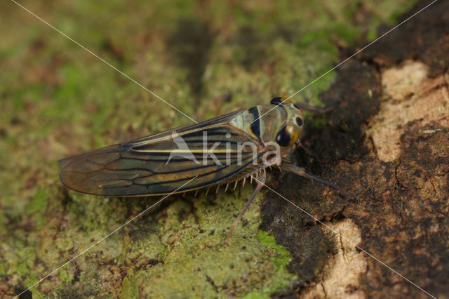 Leafhopper