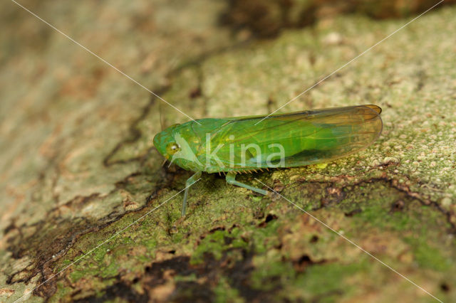 Leafhopper