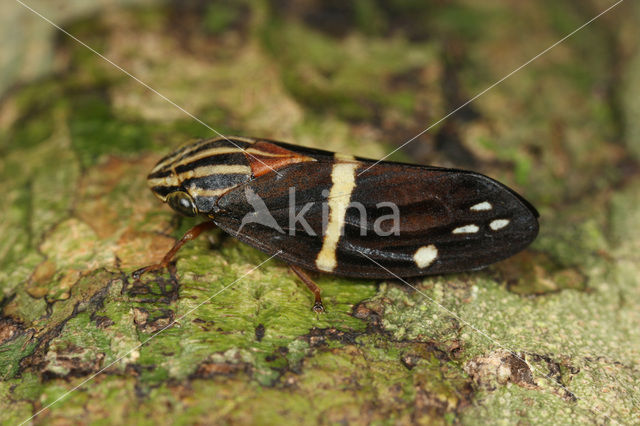 Leafhopper