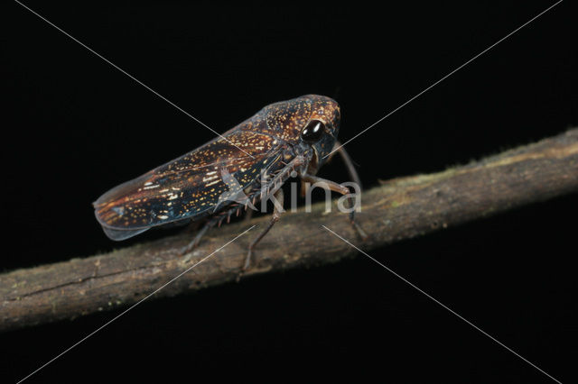 Leafhopper