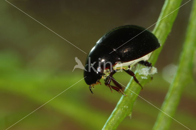 Coelostoma orbiculare