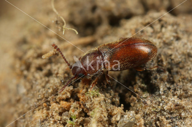 Cryptophagus pilosus