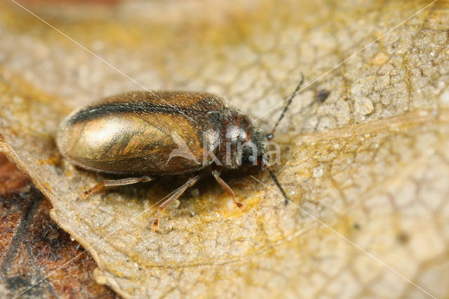 Cyphon laevipennis