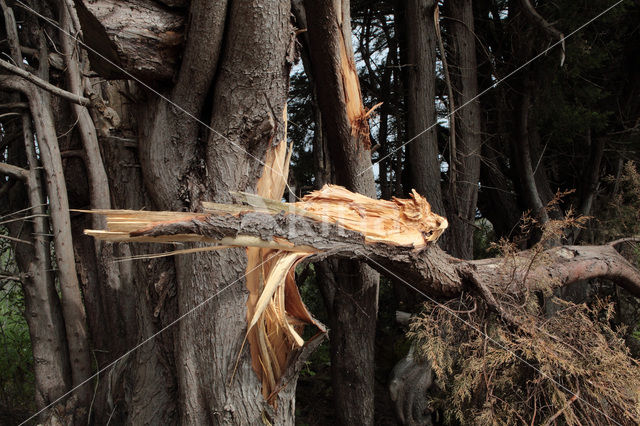 Cypres (Cupressus spec)
