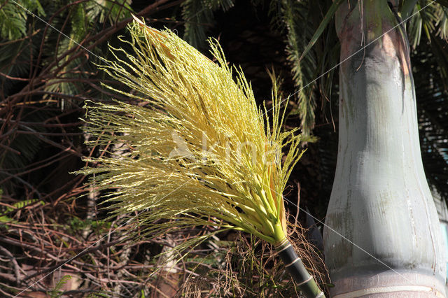 Canary Island date palm (Phoenix canariensis)