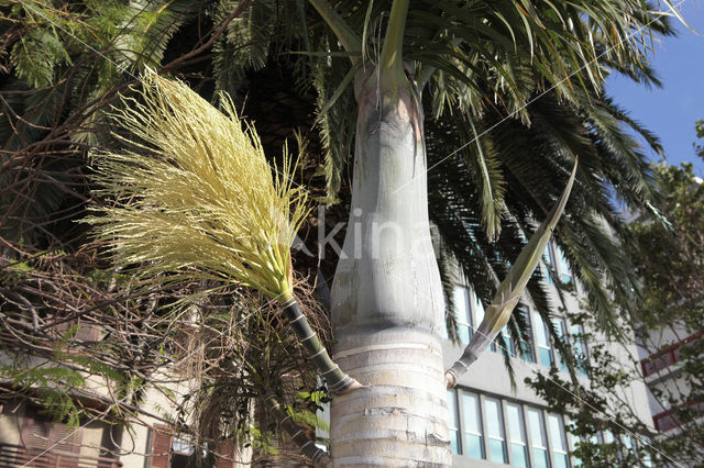 Canary Island date palm (Phoenix canariensis)