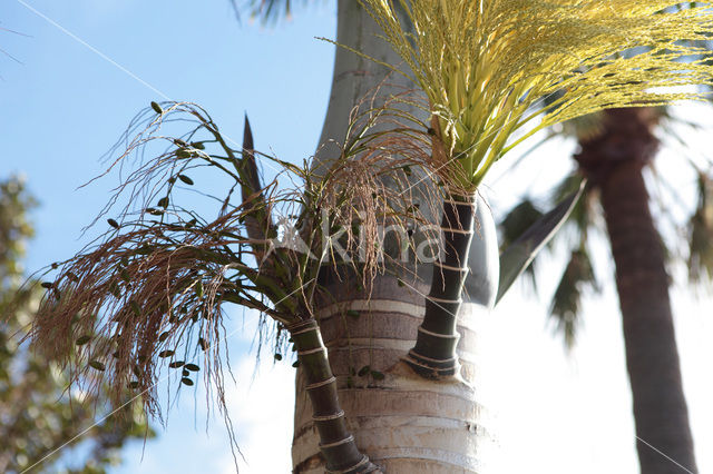 Canary Island date palm (Phoenix canariensis)