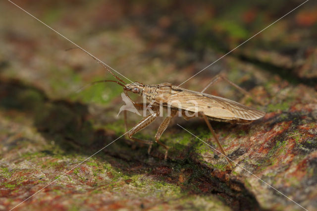 Damselfly Bug (Nabis ferus)