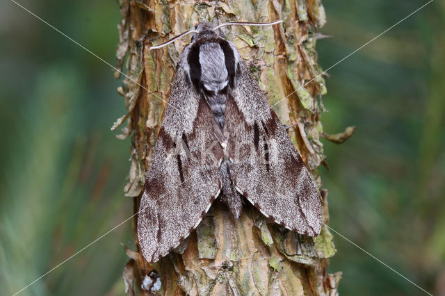 Pine Hawk-moth (Hyloicus pinastri)