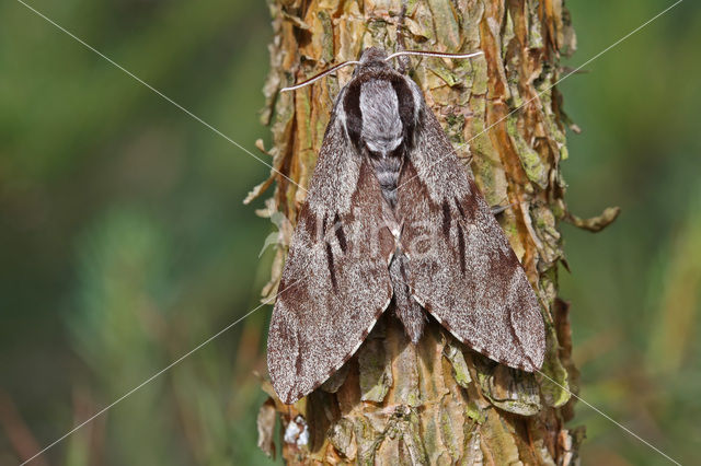 Pine Hawk-moth (Hyloicus pinastri)