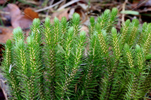 Fir Clubmoss (Huperzia selago)