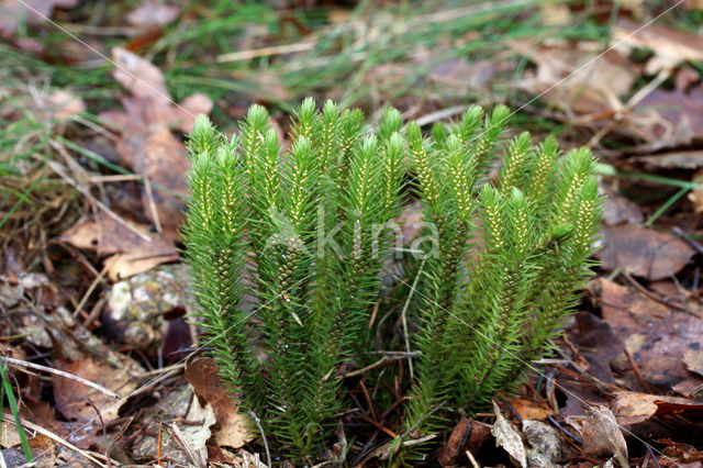 Fir Clubmoss (Huperzia selago)