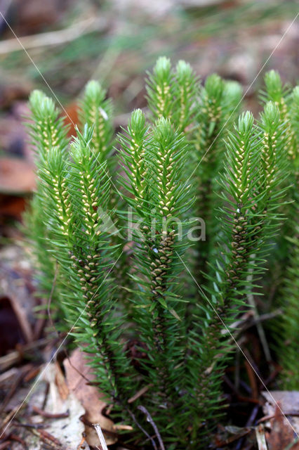 Fir Clubmoss (Huperzia selago)