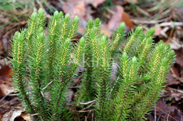 Fir Clubmoss (Huperzia selago)